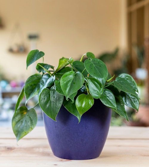 Heartleaf Philodendron houseplants for places where the sun doesn't shine