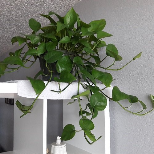 Pothos houseplants for places where the sun doesn't shine