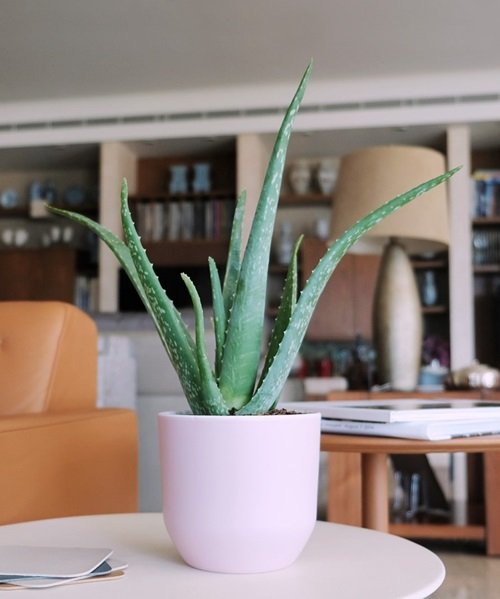 Aloe vera houseplants for places where the sun doesn't shine