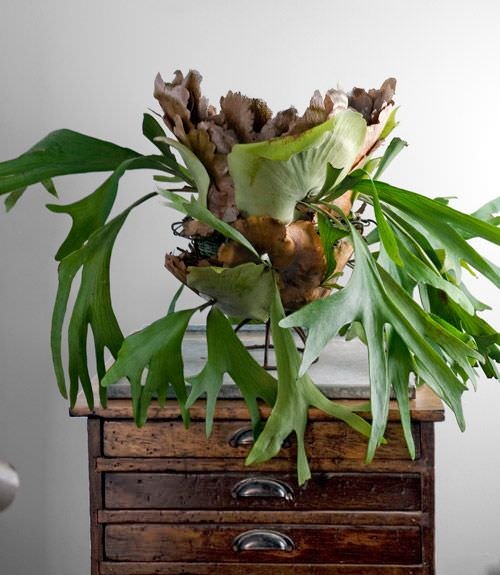 Houseplants for places where the sun doesn't shine 8
