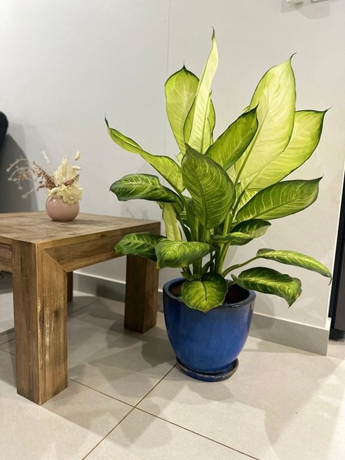 Silent cane houseplants for places where the sun doesn't shine