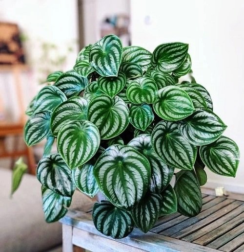 Watermelon Peperomia potted plant on the table