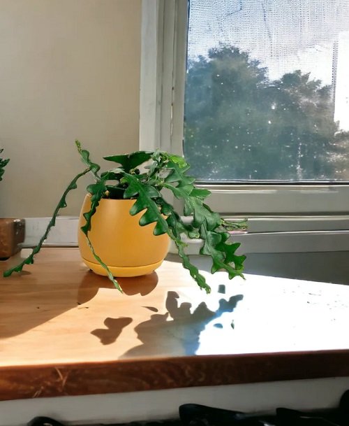 Excellent succulents for Windows 