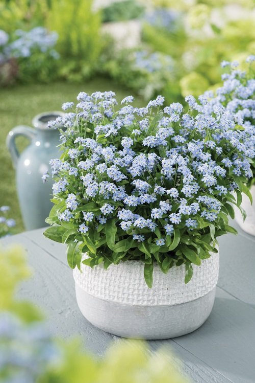 Forget-me-not, the best little flower pot on the garden table