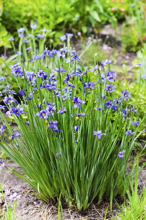 Blue-eyed grass in the garden with the best small flowers