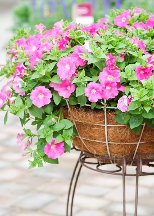 Petunias look like impatiens