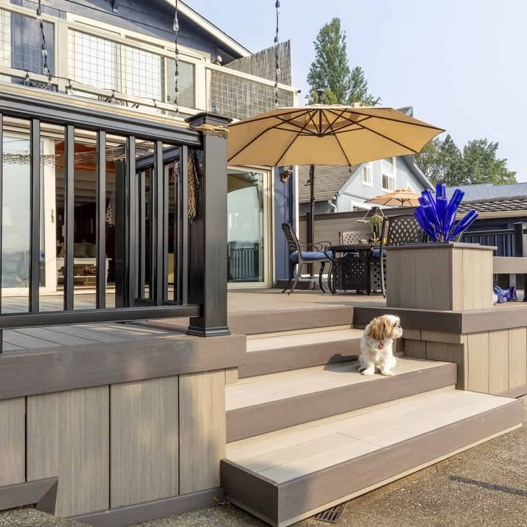 two-tone parasol puppy