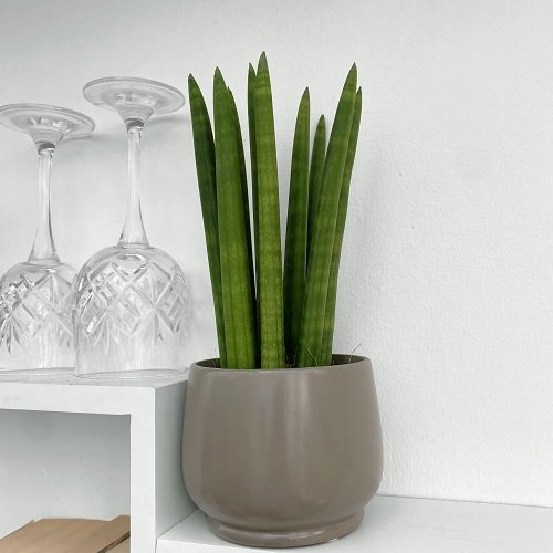 Cylindrical snake plant 2