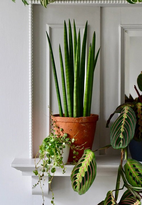 Cylindrical snake plant 2