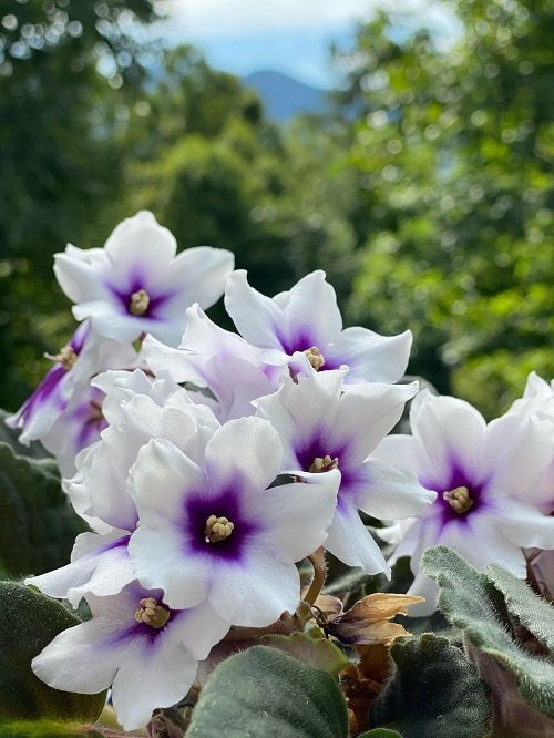 Plants that flower immediately after planting 2