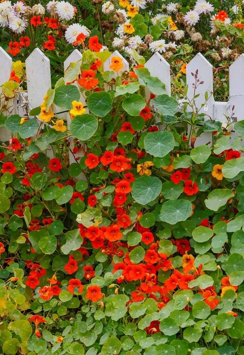 Plants that flower immediately after planting 15