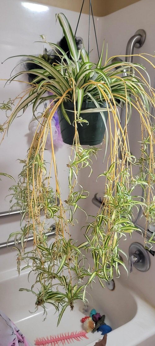 Spider plants in hanging baskets