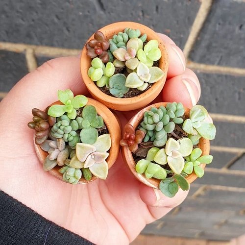 Mini pots are the cutest thing ever