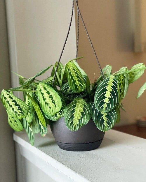 Types of Prayer Plants