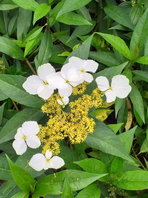 Chinese flowers in the garden 