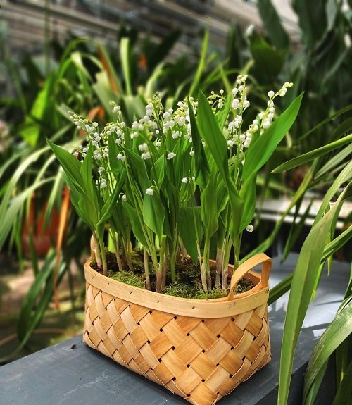 Chinese flowers in garden basket