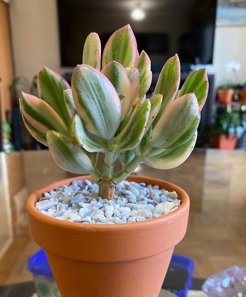 Crassula ovata 'Lemon and Lime' Colorful Jade Plant Varieties