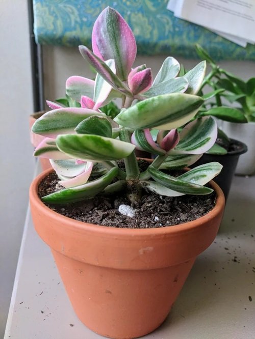 Crassula ovata 'Pink Beauty' Colorful jade plant varieties