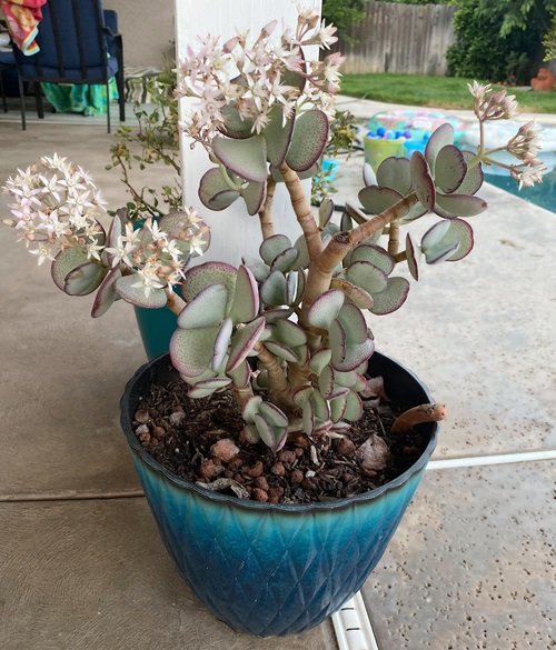 Crassula ovata 'Silver Dollar' in a pot