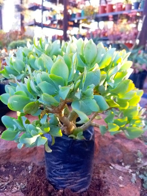 Colorful jade plant varieties 3