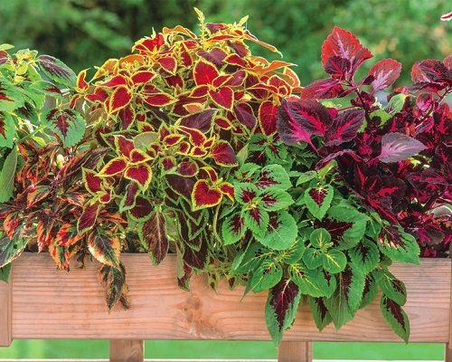 Coleus plants that look like a work of art