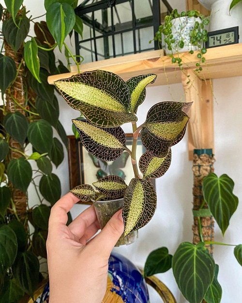 Jewel orchids plants that look like a work of art