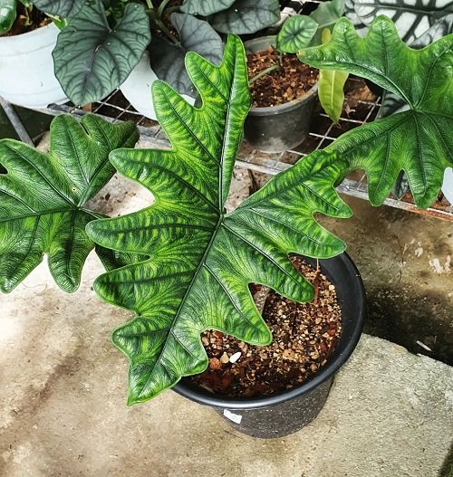 Jacklyn Alocasia plants that look like a work of art2