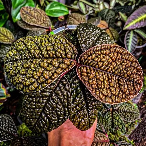 Turtle back plants that look like a work of art