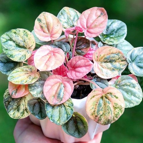 Pink Lady Peperomia plants that look like a work of art