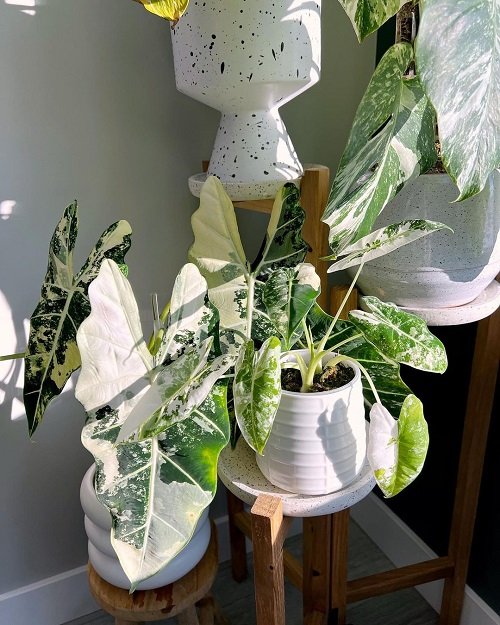 Alocasia plants that look like a work of art