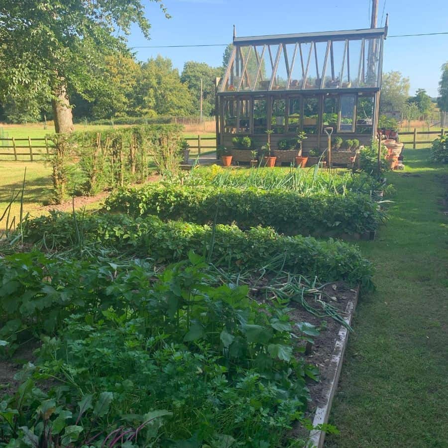 Backyard vegetable garden with greenhouse 