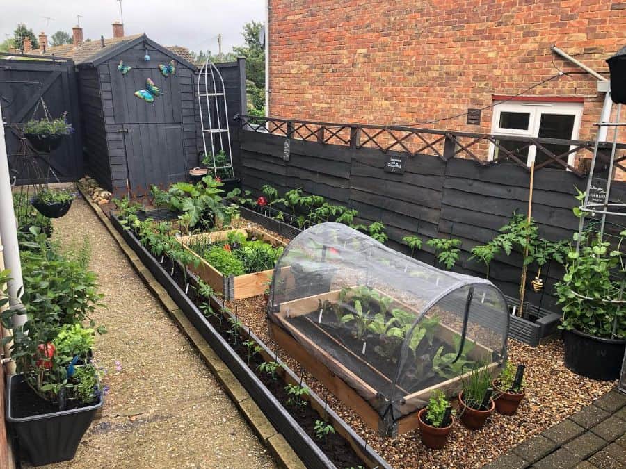 small English vegetable garden in the back yard