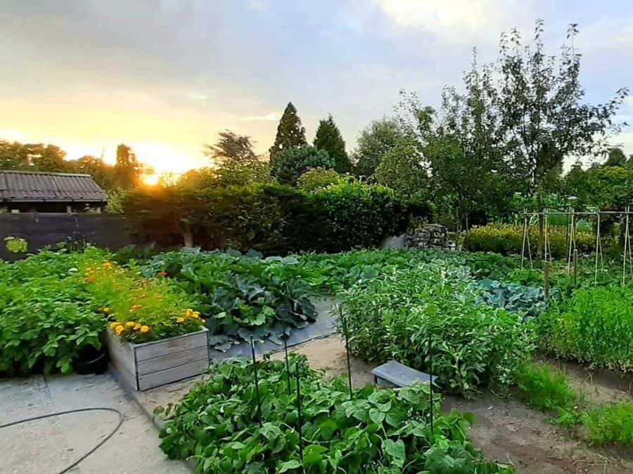 large green vegetable garden in the backyard 