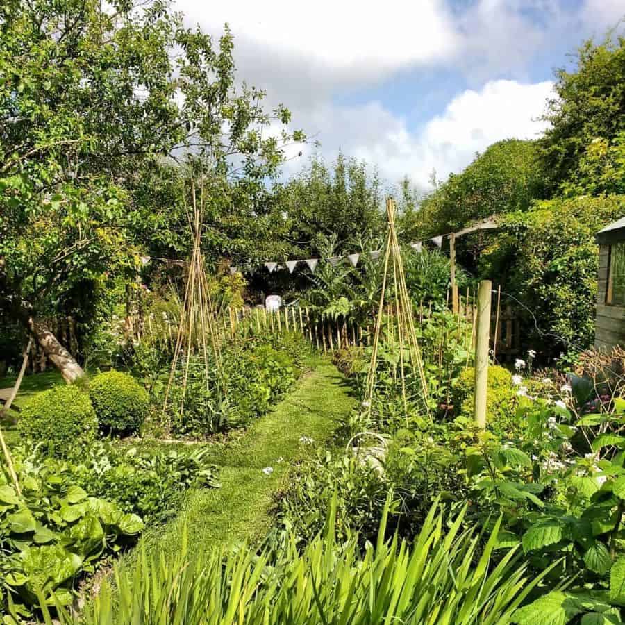 large green vegetable garden in the backyard 