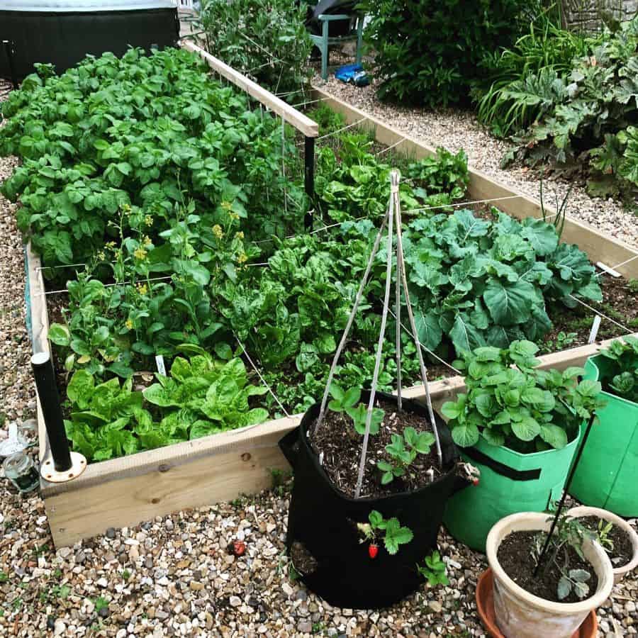 small vegetable garden with wooden pots 