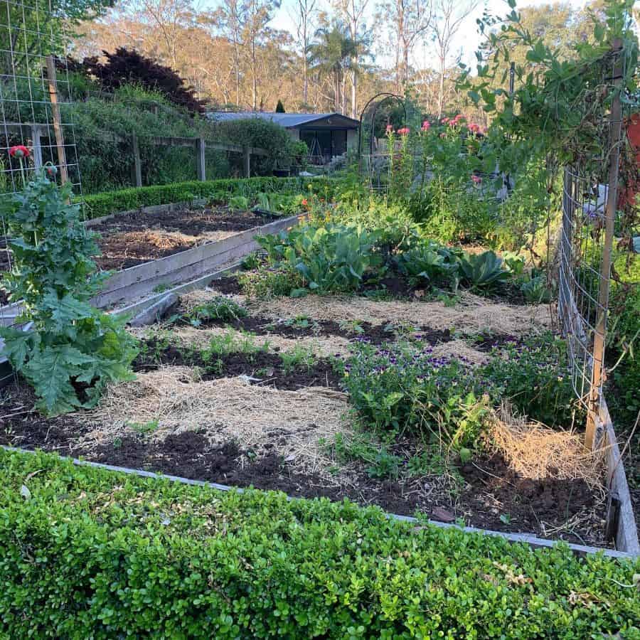 large open vegetable garden in the backyard 