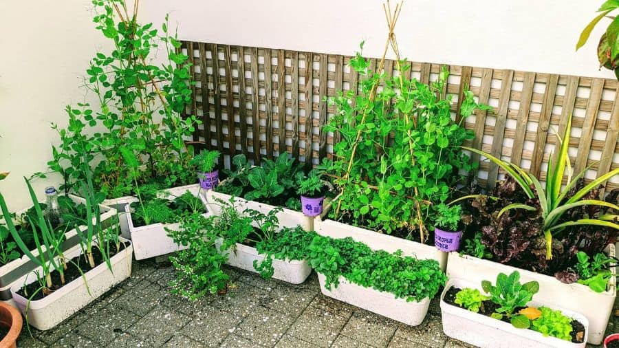 White container vegetable garden
