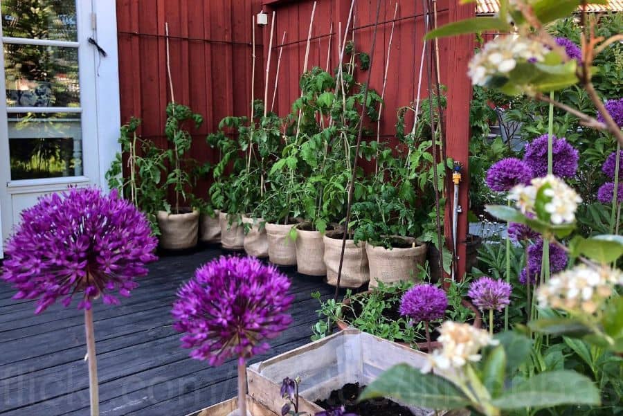 small cover vegetable garden with flowers