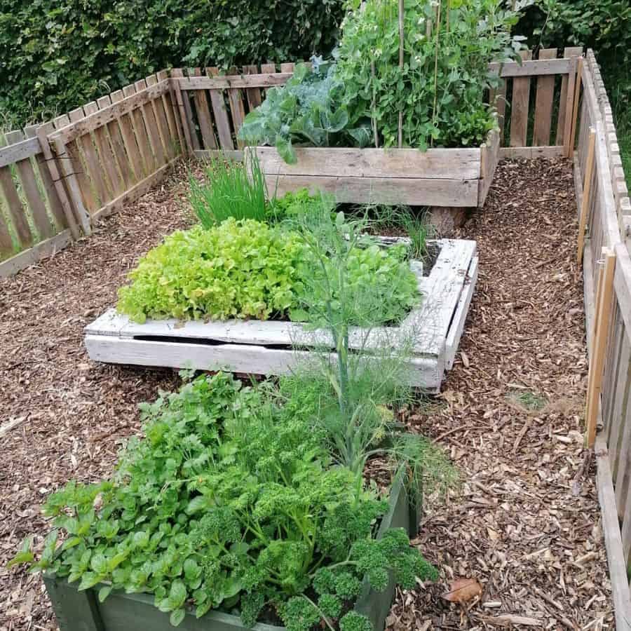 Wooden fence vegetable garden 