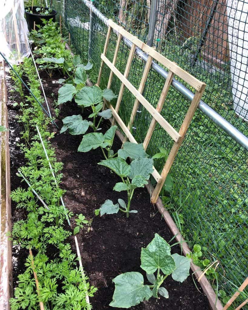 narrow vegetable garden protected by wire mesh