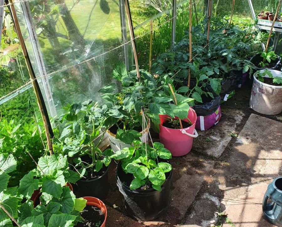 Greenhouse vegetable garden potted plants