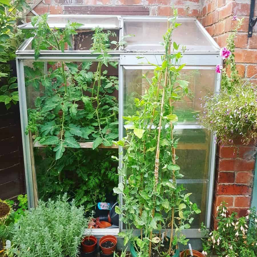 small glass greenhouse vegetable garden