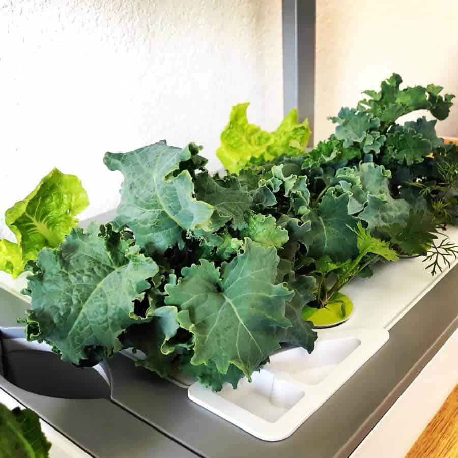 Small hydroponic vegetable garden