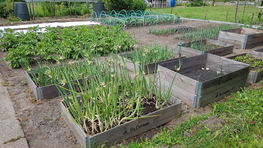 Wooden planter boxes for the vegetable garden 