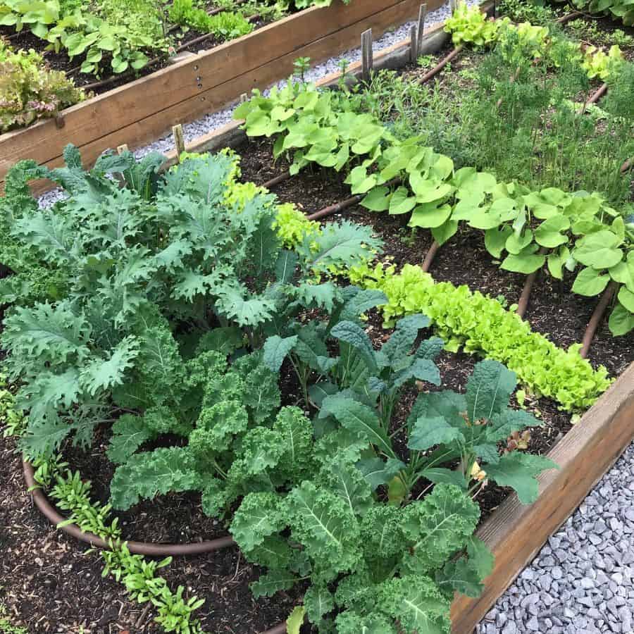 Raised bed vegetable garden made of wood 