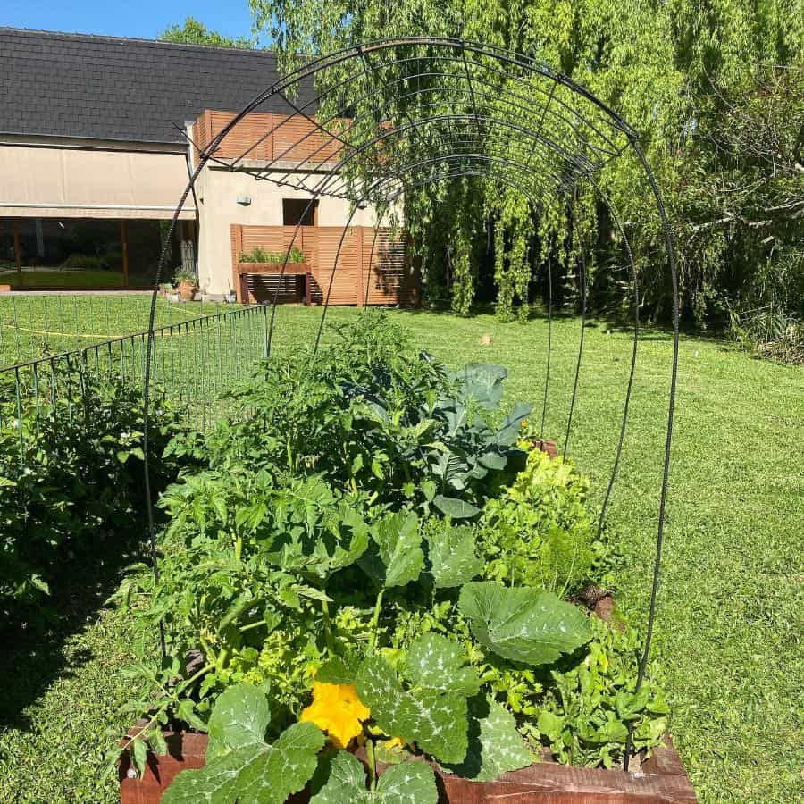 Raised bed vegetable garden