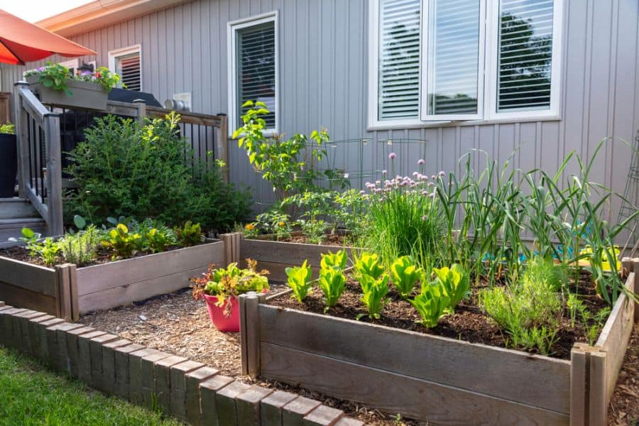 Raised bed vegetable garden made of wood