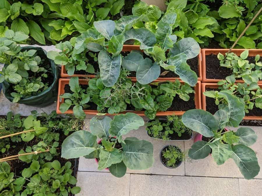 Planter box balcony vegetable garden 