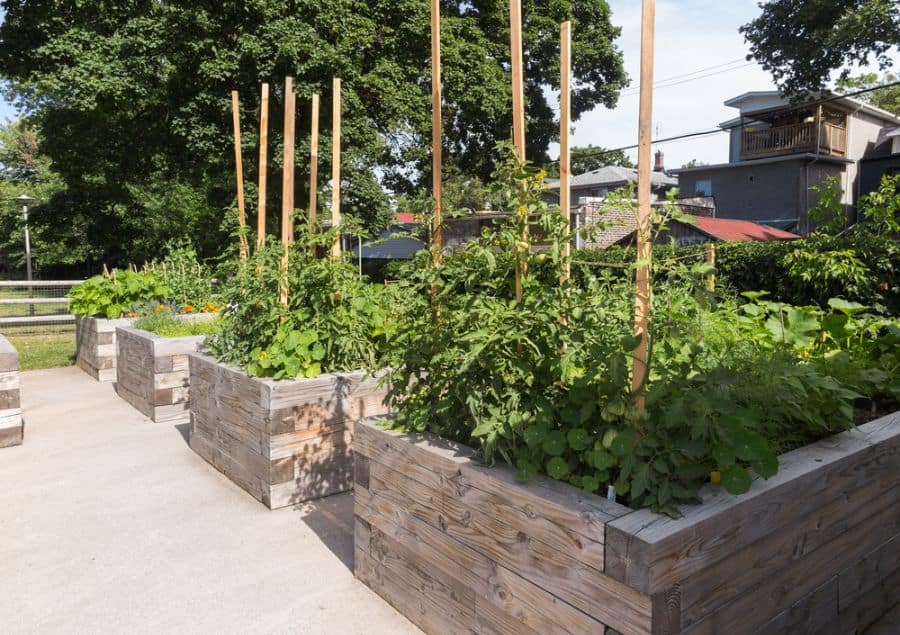 Raised bed vegetable garden made of wood 