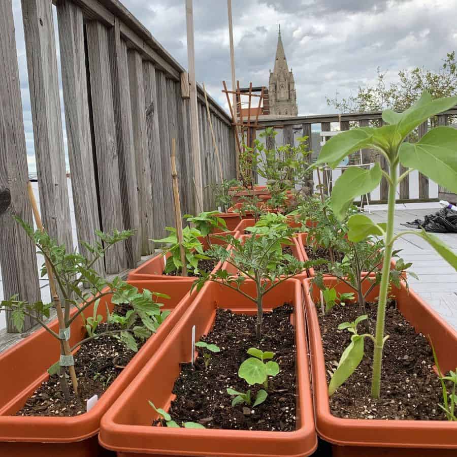 Plant boxes for the vegetable garden on the balcony